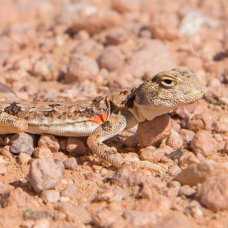 Gobi - Bayanzag - Tuva toad-head agama